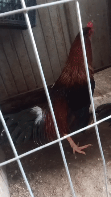 cặp gà lớn kí cho ae cản đỗ. Mua bán Gà tại Huyện Tịnh Biên An Giang được đăng bởi Bọ cạp hình 1