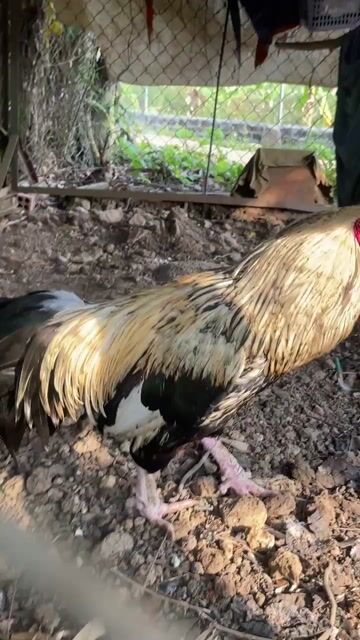 thanh lý nọc ai cần. Mua bán Gà tại Huyện Trảng Bom Đồng Nai được đăng bởi Minh hình 1