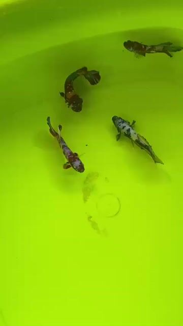 4 con trống beta sier to jan metalic. Mua bán Thú cưng khác tại Quận 7 Tp Hồ Chí Minh được đăng bởi Beta Cường hình 1