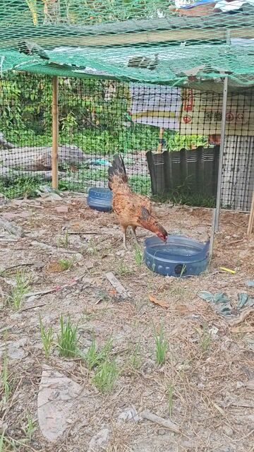 Gà mái Nâu 2kg. Mua bán Gà tại Huyện Tam Bình Vĩnh Long được đăng bởi Điền  hình 1