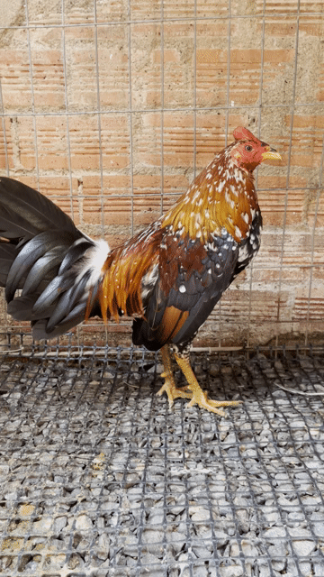 trang ki 3. Mua bán Gà tại Huyện Định Quán Đồng Nai được đăng bởi thanh hình 1