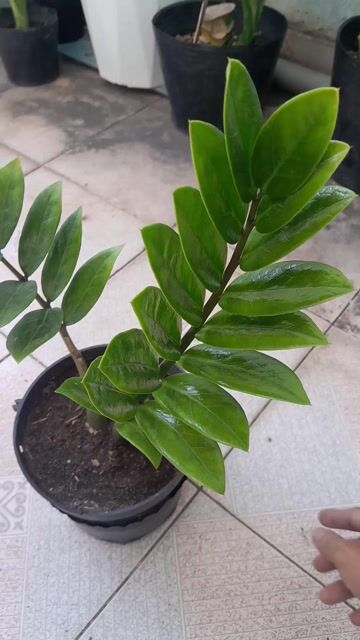 Cây kim tiền để bàn làm việc.... Mua bán Cây cảnh, đồ trang trí tại Quận Phú Nhuận Tp Hồ Chí Minh được đăng bởi Hoàng Long hình 1