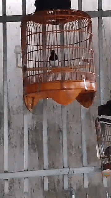 Chim Chích choè than 1 năm thay lông xong. Mua bán Chim tại Huyện Trảng Bom Đồng Nai được đăng bởi Vương 3 tuổi hình 1