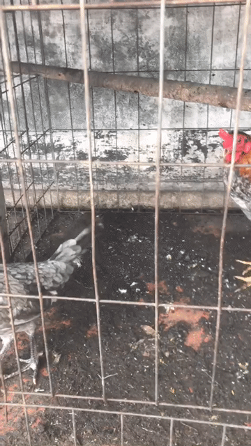 Gà giống tốt bao chơi 1 cặp. Mua bán Gà tại Quận 1 Tp Hồ Chí Minh được đăng bởi Dung Tran hình 1