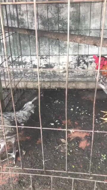 Gà giống tốt bao chơi 1 cặp. Mua bán Gà tại Quận 1 Tp Hồ Chí Minh được đăng bởi Dung Tran hình 1