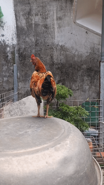 Gà tre trống 8 tháng 370gr dán dẹp gáy hay.. Mua bán Gà tại Quận 7 Tp Hồ Chí Minh được đăng bởi hữu hình 1
