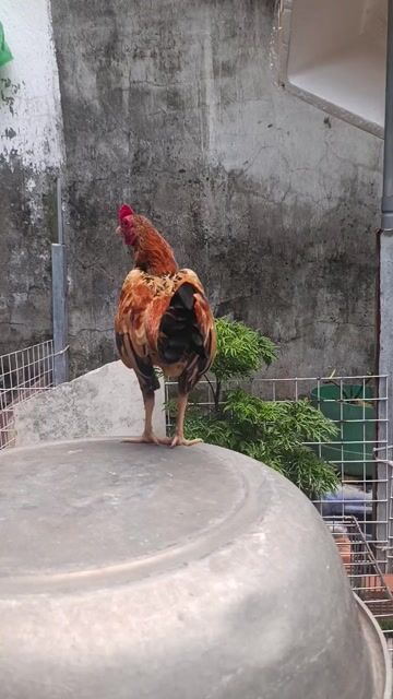 Gà tre trống 8 tháng 370gr dán dẹp gáy hay.. Mua bán Gà tại Quận 7 Tp Hồ Chí Minh được đăng bởi hữu hình 1