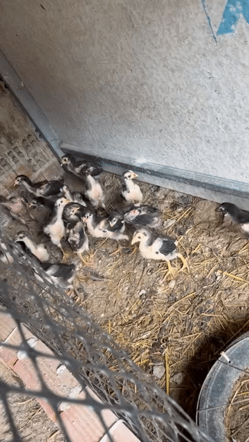 Gà con lối đá mé ngang, hầu kiền, lì đòn. Mua bán Gà tại Huyện Long Thành Đồng Nai được đăng bởi Đức Phục  hình 1