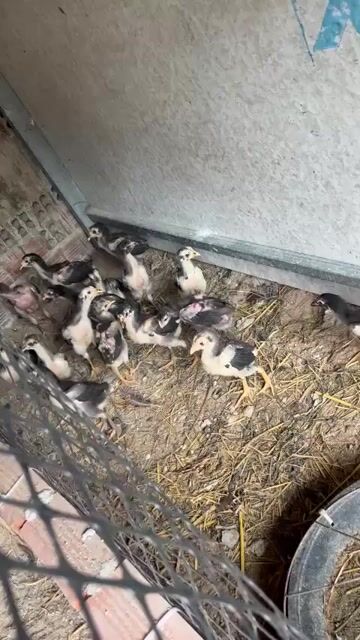 Gà con lối đá mé ngang, hầu kiền, lì đòn. Mua bán Gà tại Huyện Long Thành Đồng Nai được đăng bởi Đức Phục  hình 1