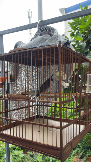 Chim bổi trống màu đen. Mua bán Chim tại Huyện Củ Chi Tp Hồ Chí Minh được đăng bởi Trí hình 1