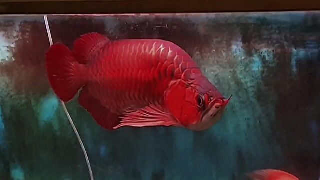 Cá rồng Huyết long Fafu king siêu đỏ 55cm. Mua bán Thú cưng khác tại Quận Tân Bình Tp Hồ Chí Minh được đăng bởi Linh Lan hình 1