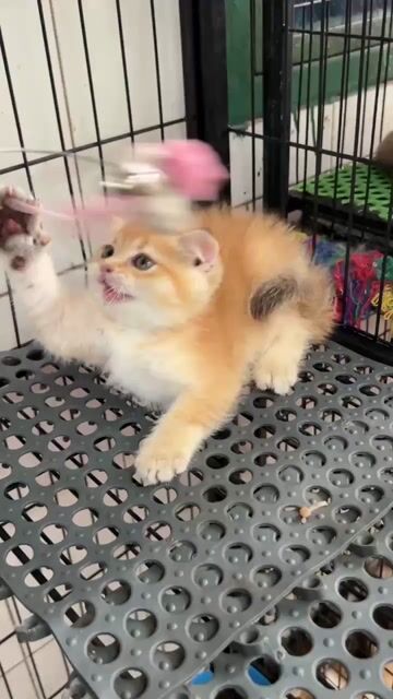 Mèo Anh lông ngắn Golden NY 11 . Mua bán Mèo tại Thành phố Biên Hòa Đồng Nai được đăng bởi Quoc Anh hình 1
