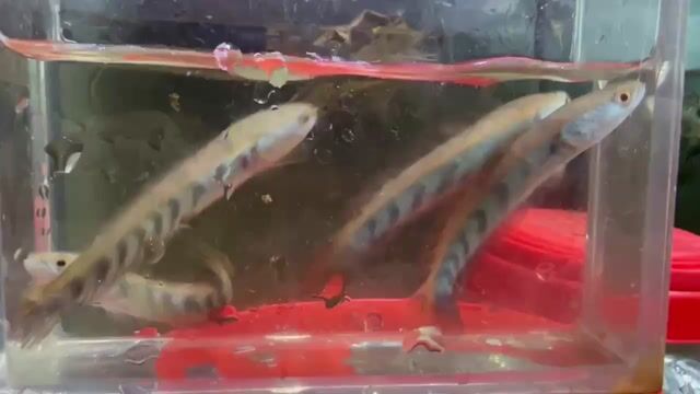 Cá Lóc Red Pun 7-8cm. Mua bán Thú cưng khác tại Quận 12 Tp Hồ Chí Minh được đăng bởi Cá Cảnh Giá Rẻ hình 1