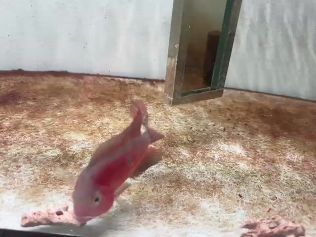 Cá La Hán Đỏ Size 2 Ngón. Mua bán Thú cưng khác tại Thành phố Mỹ Tho Tiền Giang được đăng bởi Loca Farm hình 1