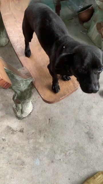 Chó Đen hơn 1 năm tuổi. Mua bán Chó tại Huyện Thuỷ Nguyên Hải Phòng được đăng bởi Lão Hạc hình 1