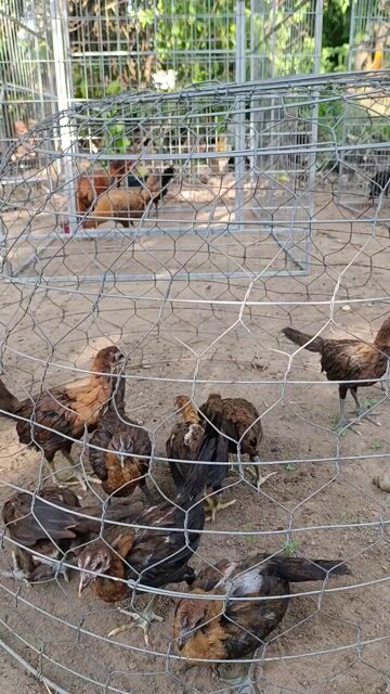 Gà Peru khét . Mua bán Gà tại Quận 12 Tp Hồ Chí Minh được đăng bởi Nguyễn Trung Nguyên hình 1