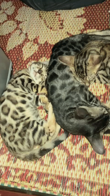 Đàn mèo Bengal hơn 3 tháng tuổi nhà đẻ đủ màu sắc. Mua bán Mèo tại Quận Nam Từ Liêm Hà Nội được đăng bởi Dicky Tran hình 1