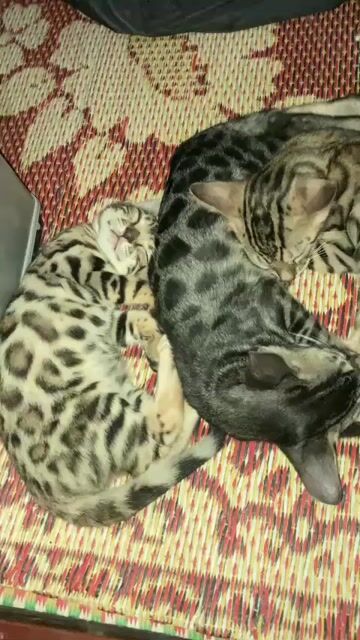 Đàn mèo Bengal hơn 3 tháng tuổi nhà đẻ đủ màu sắc. Mua bán Mèo tại Quận Nam Từ Liêm Hà Nội được đăng bởi Dicky Tran hình 1