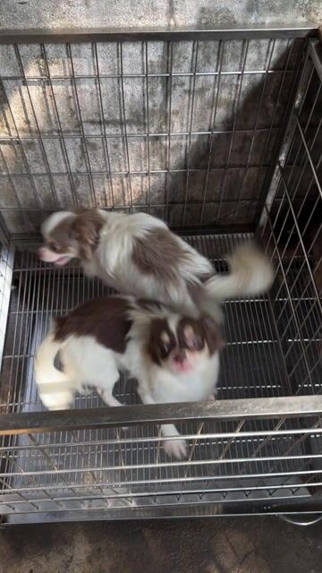 Chó Chihuahua đực lông dài. Mua bán Chó tại Quận Gò Vấp Tp Hồ Chí Minh được đăng bởi Huy hình 1