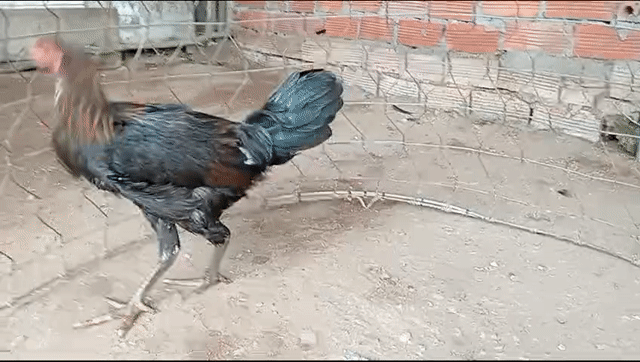 giáp heath 3thang . Mua bán Gà tại Huyện Châu Phú An Giang được đăng bởi Nam Phan hình 1