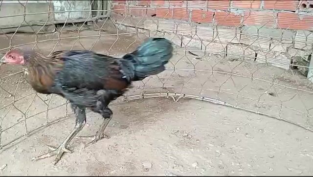 giáp heath 3thang . Mua bán Gà tại Huyện Châu Phú An Giang được đăng bởi Nam Phan hình 1