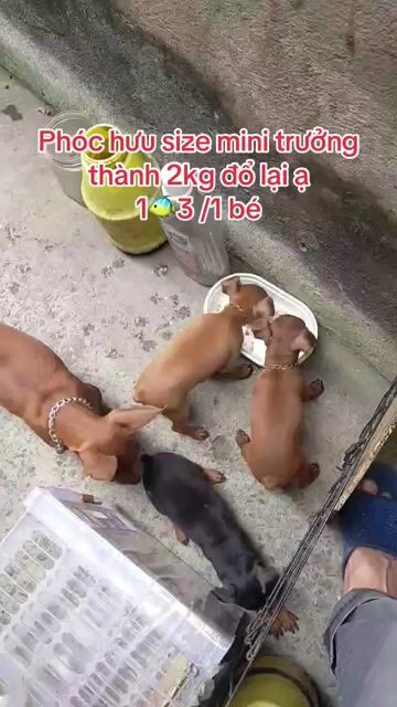 tìm nhà mới cho mấy bé phốc hưu size mini. Mua bán Chó tại Thành phố Thủ Đức Tp Hồ Chí Minh được đăng bởi Dân võ hình 1