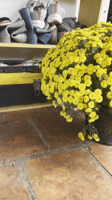 Thỏ Ngọc nuôi pet. Mua bán Thú cưng khác tại Thành phố Thủ Đức Tp Hồ Chí Minh được đăng bởi Lan hình 1