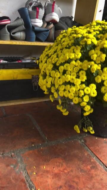 Thỏ Ngọc nuôi pet. Mua bán Thú cưng khác tại Thành phố Thủ Đức Tp Hồ Chí Minh được đăng bởi Lan hình 1