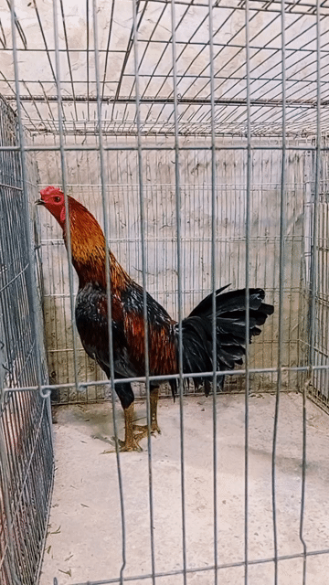 Gà chọi Xám 3.7kg. Mua bán Gà tại Huyện Trà Ôn Vĩnh Long được đăng bởi Luyến Gà Nòi hình 1