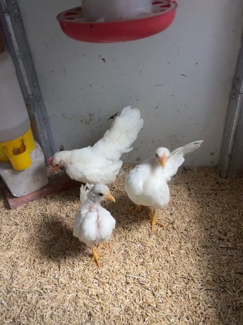 Bộ 3 Serama Nhạn 2 tháng tuổi. Mua bán Gà tại Thị xã Bình Minh Vĩnh Long được đăng bởi Trình Se hình 1