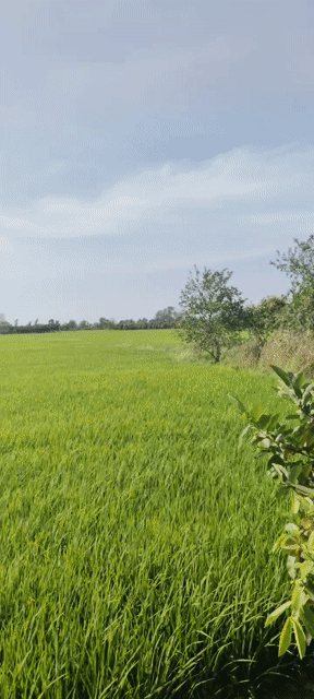 Mua bán Đất Huyện Lấp Vò Đồng Tháp diện tích 1300 m² giá 600 triệu