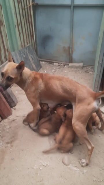 Chó Phú Quốc vàng 2.5 tháng. Mua bán Chó tại Quận Liên Chiểu Đà Nẵng được đăng bởi Anh Hùng hình 1