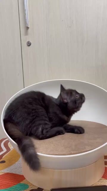 Mèo anh lông ngắn 3 tháng siêu đẹp