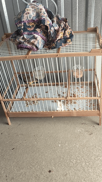 Chim Hút mật 5 màu vs chim ốc mít . Mua bán Chim tại Thành phố Long Xuyên An Giang được đăng bởi Viên Lx hình 1