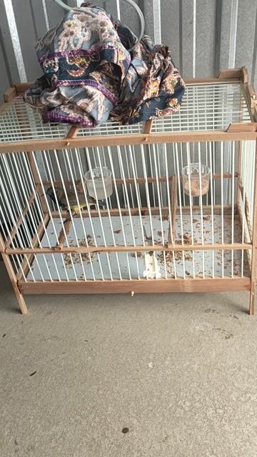 Chim Hút mật 5 màu vs chim ốc mít . Mua bán Chim tại Thành phố Long Xuyên An Giang được đăng bởi Viên Lx hình 1