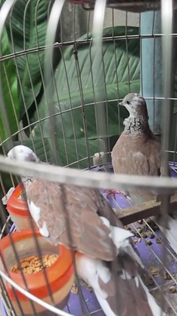 Chim cu Cu Thái tim trắng ovan Trống mái. Mua bán Chim tại Huyện Bình Chánh Tp Hồ Chí Minh được đăng bởi Phát Fortune 888 hình 1