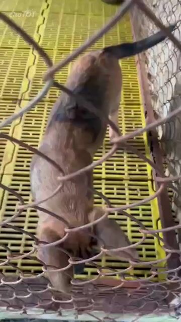 Chó Becgie Bỉ 7kg đã tiêm 2 mũi. Mua bán Chó tại Huyện Phong Điền Cần Thơ được đăng bởi Ngọcc Đoann hình 1