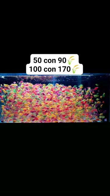 Cá Cánh Buồm Dạ Quang combo 50con 90k, 100con 170k. Mua bán Thú cưng khác tại Quận Bình Thạnh Tp Hồ Chí Minh được đăng bởi Ngọc Duyên Aquarium hình 1