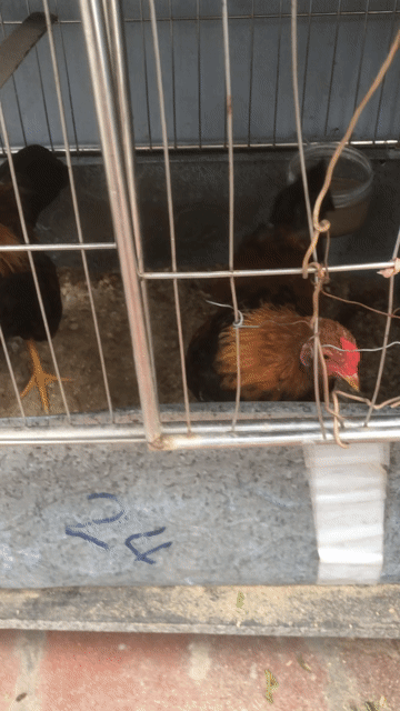 Gà tre trống 6 tháng. Mua bán Gà tại Quận Hoàng Mai Hà Nội được đăng bởi nguyễn huy hùng hình 1