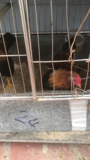 Gà tre trống 6 tháng. Mua bán Gà tại Quận Hoàng Mai Hà Nội được đăng bởi nguyễn huy hùng hình 1