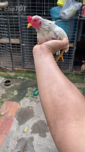 Tre bắc Xám bướm. Mua bán Gà tại Thành phố Dĩ An Bình Dương được đăng bởi Thanh Hoàng Võ hình 1