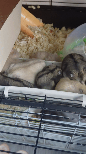 Chuột Hamster Mũm mĩm Hiền lành. Mua bán Thú cưng khác tại Huyện Hóc Môn Tp Hồ Chí Minh được đăng bởi hàng hiệu  hình 1