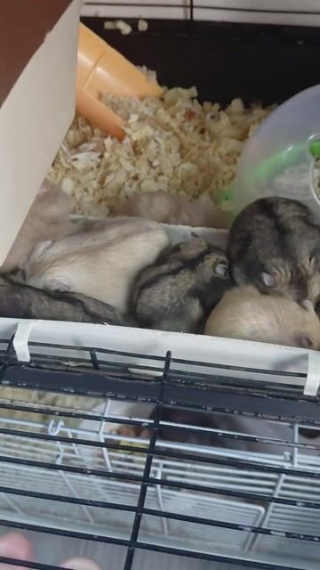Chuột Hamster Mũm mĩm Hiền lành. Mua bán Thú cưng khác tại Huyện Hóc Môn Tp Hồ Chí Minh được đăng bởi hàng hiệu  hình 1