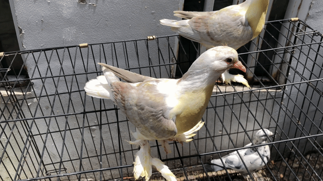 Chim bồ câu Hải Âu . Mua bán Chim tại Quận Tân Phú Tp Hồ Chí Minh được đăng bởi Huy vu hình 1