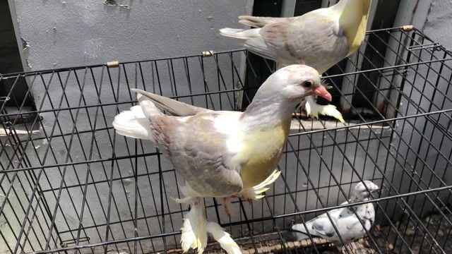 Chim bồ câu Hải Âu . Mua bán Chim tại Quận Tân Phú Tp Hồ Chí Minh được đăng bởi Huy vu hình 1