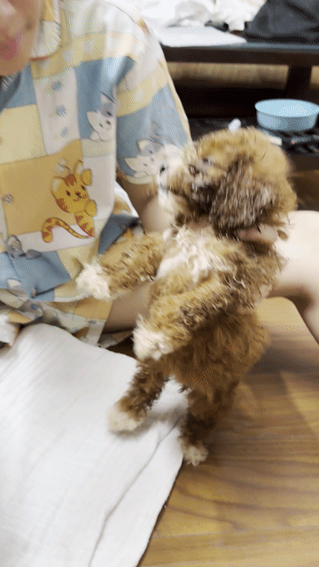 Chó Poodle Nâu đỏ đã tiêm phòng. Mua bán Chó tại Quận Long Biên Hà Nội được đăng bởi Phạm Minh Phương hình 1
