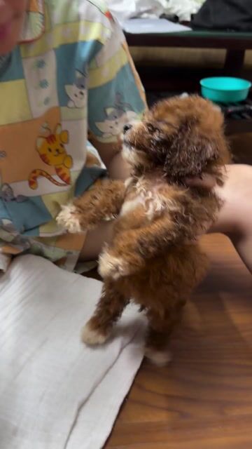 Chó Poodle Nâu đỏ đã tiêm phòng. Mua bán Chó tại Quận Long Biên Hà Nội được đăng bởi Phạm Minh Phương hình 1