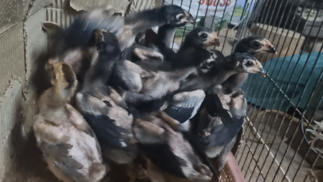 dòng ô quỷ . Mua bán Gà tại Huyện Thường Tín Hà Nội được đăng bởi Đức Thiện hình 1