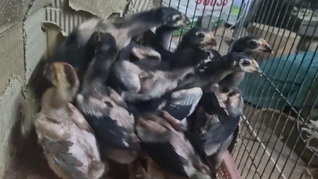 dòng ô quỷ . Mua bán Gà tại Huyện Thường Tín Hà Nội được đăng bởi Đức Thiện hình 1