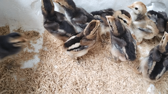 Gà chọi con Nhiều màu. Mua bán Gà tại Huyện Đông Sơn Thanh Hóa được đăng bởi Gà Đòn Đông Lĩnh hình 1